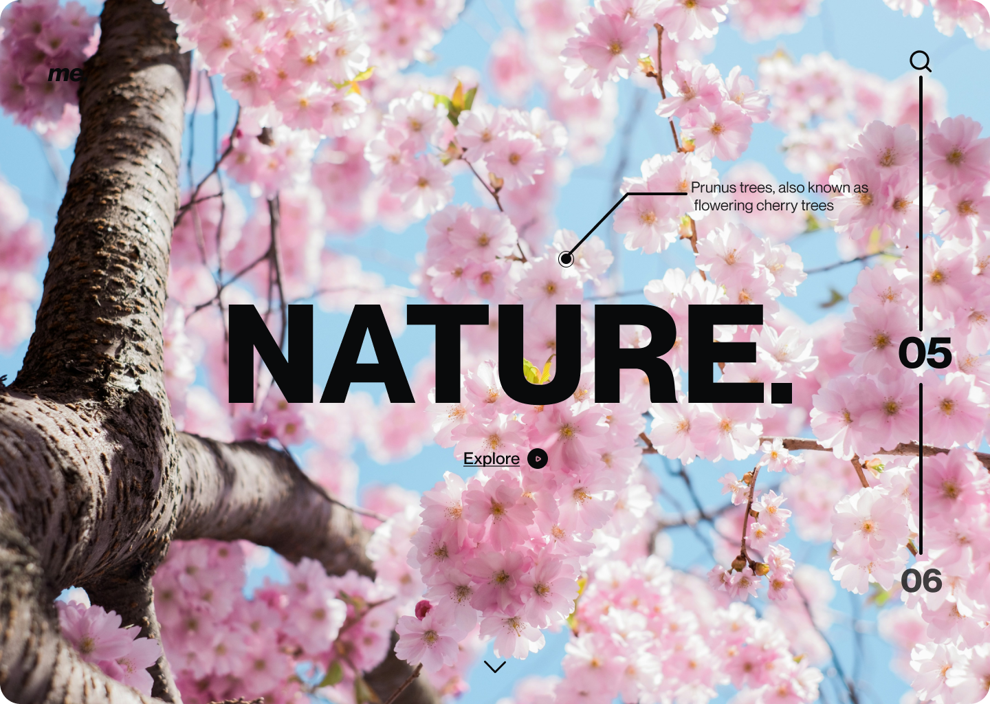 Nature Design Concept 3d animation branding design graphic design illustration logo motion graphics typography ui ux vector