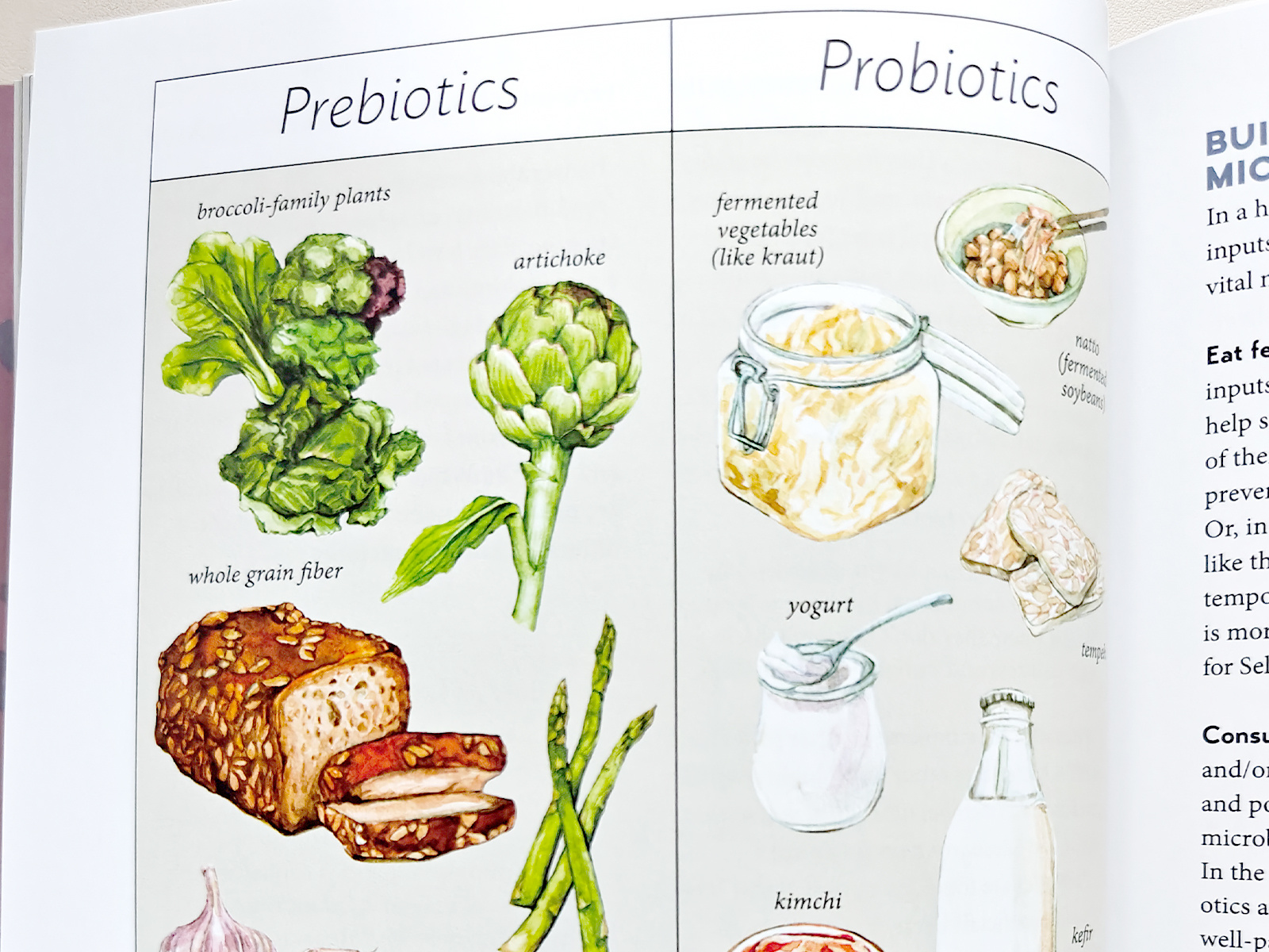 Probiotic and prebiotic foods illustration
