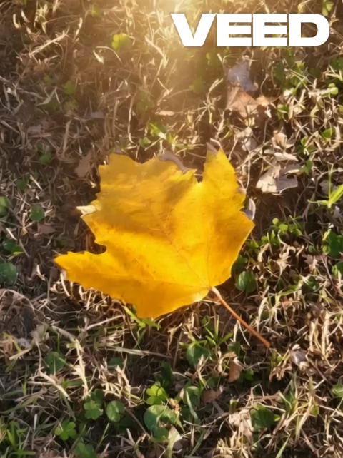 Autumn Awakening  Motion Story