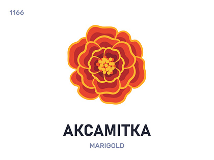 Аксамíтка / Marigold
