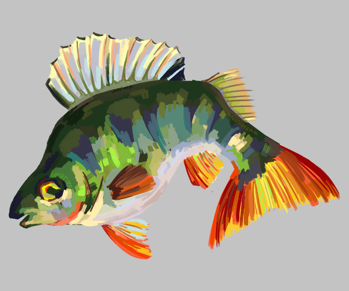 Example of a perch illustration