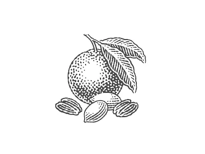 Orange and pecans branding engraving etching logo nuts orange pecan pen and ink vector engraving woodcut