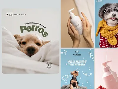 Pet Care & Lifestyle Social Media Visual Identity adcreative ads creative app advertisement branding delcoit design dogcare dogcarelifestyle graphic design logo marketing visual modern social media post design patcare product social media post visual identity