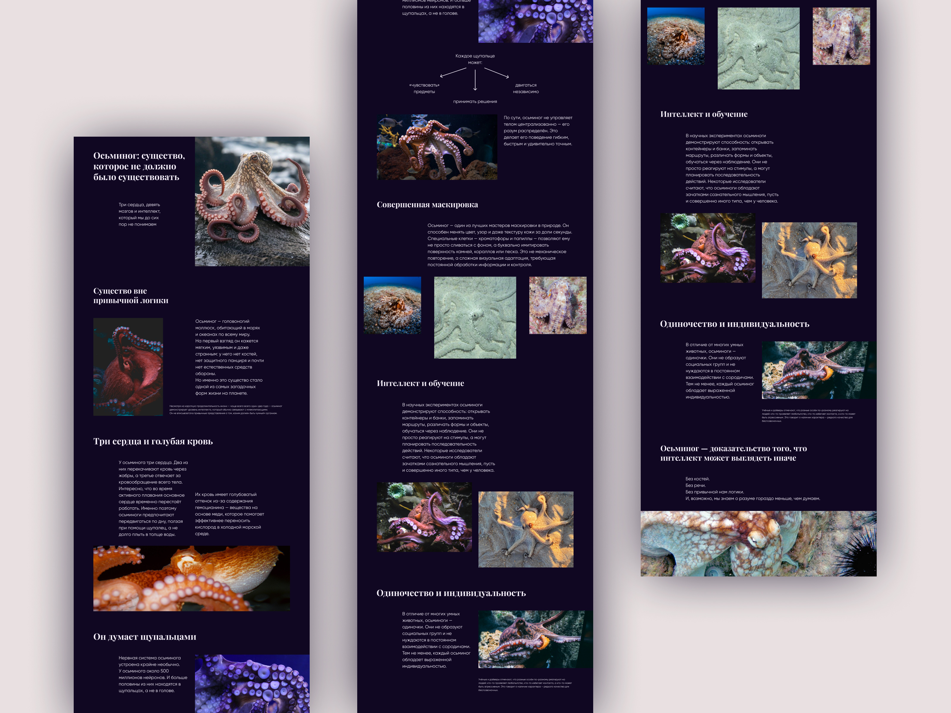 Longread "10 Interesting Facts About Octopuses"