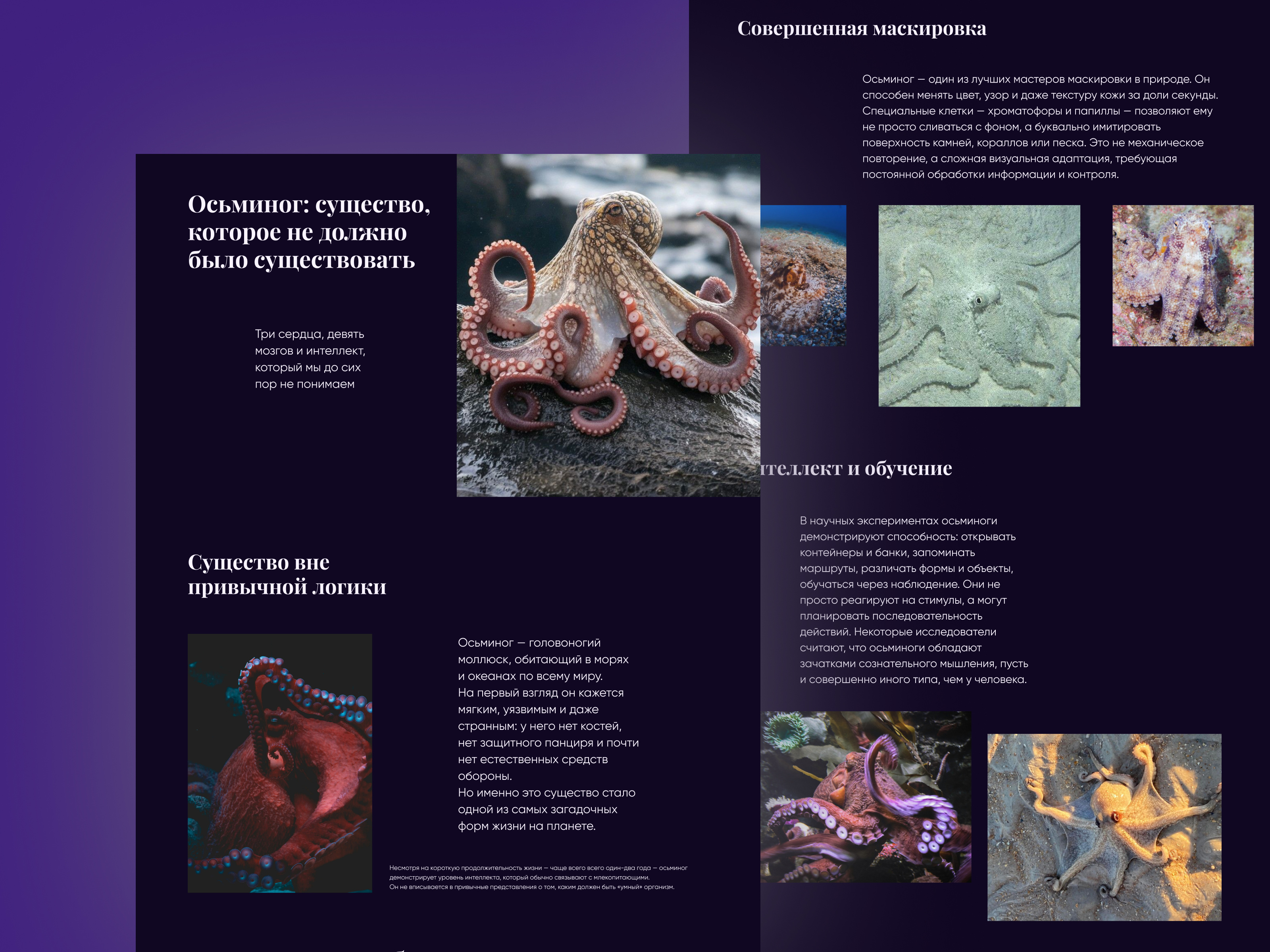 Longread "10 Interesting Facts About Octopuses"
