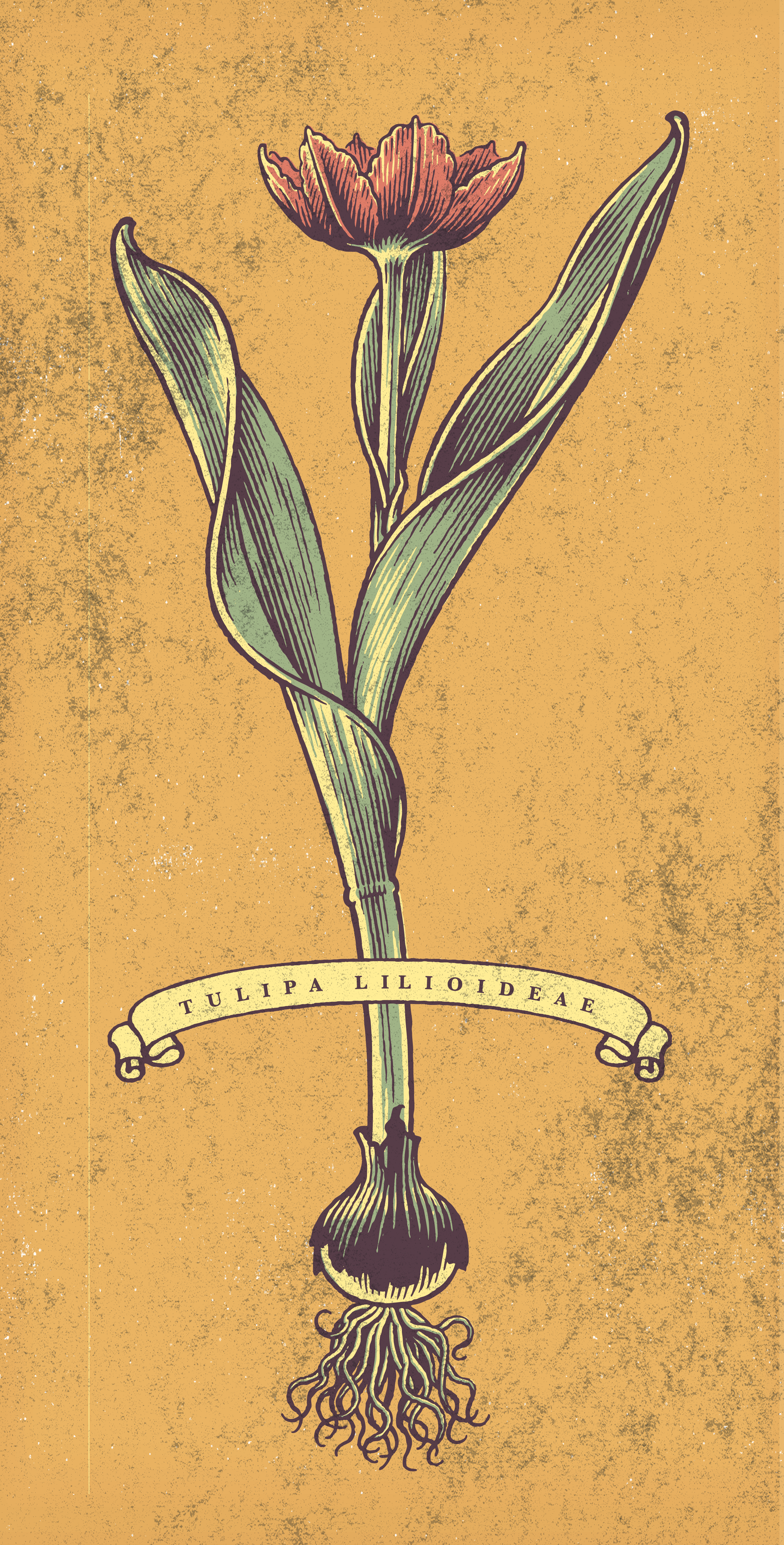 My drawing of a tulip for a charity event botanical drawing classic drawing illustration pen and ink vector art vintage woodcut