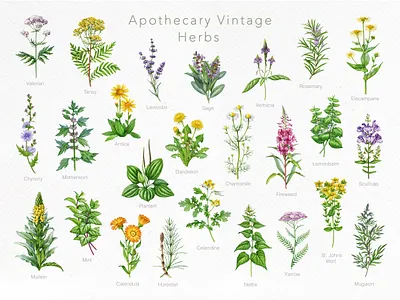 Apothecary Vintage Herbs Hand Drawn Watercolor Illustration Set apothecary herbs botanical illustration custom illustration drawing hand drawn hand drawn illustration herbal illustration illustration label design medicinal plants natural skincare organic products packaging vintage apothecary vintage botanical vintage style watercolor herbs wellness branding