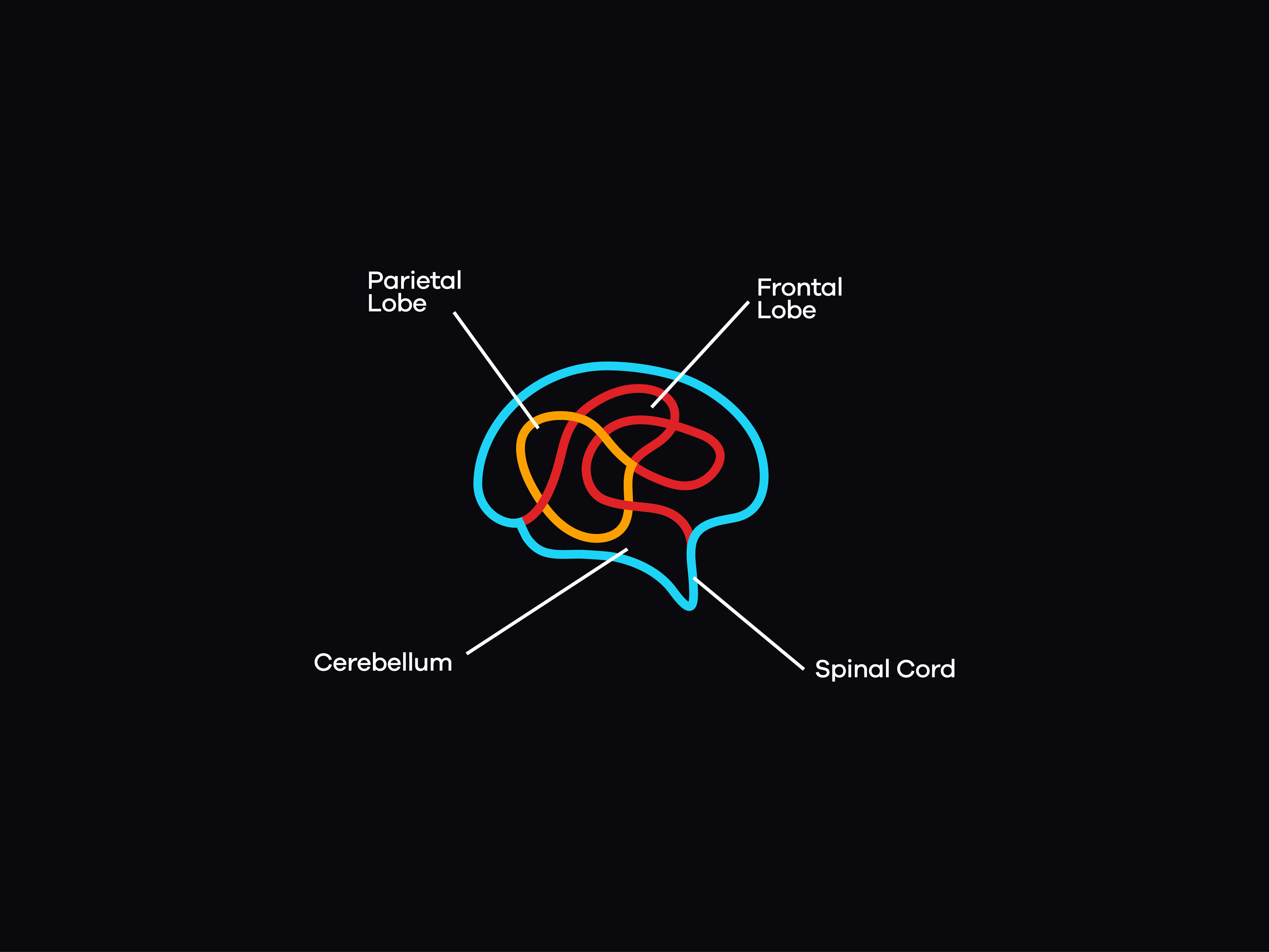 BRAIN