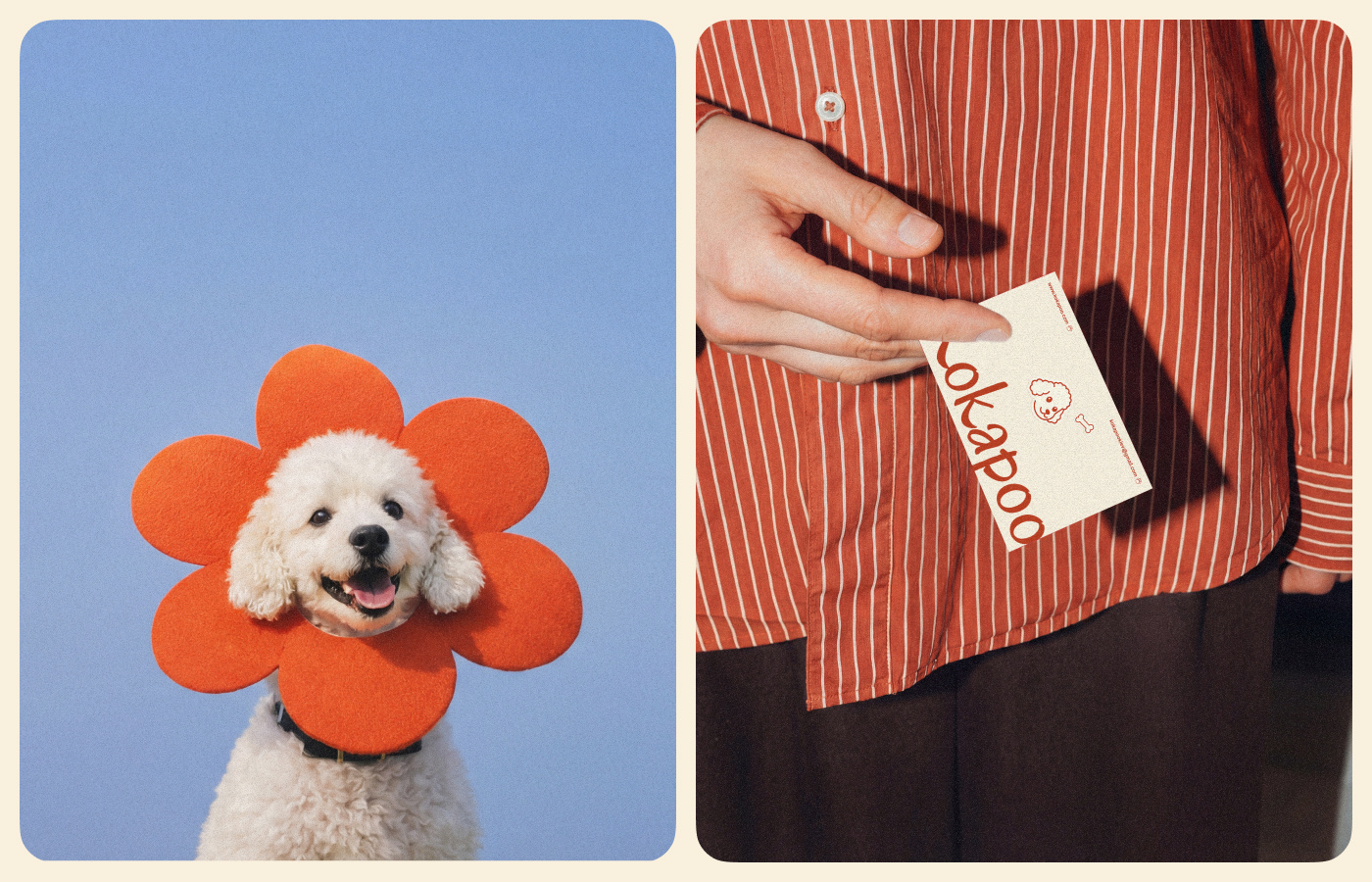 Kokapoo – zoo center branding design graphic design identity logo shopify ui ux webdesign website