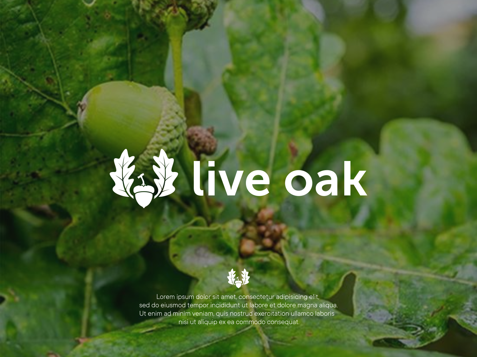 live oak logo by wishthesky_std on Dribbble