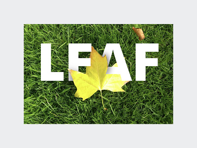 Leaf adobe banner design branding design graphic design illustration logo photoshop ui vector