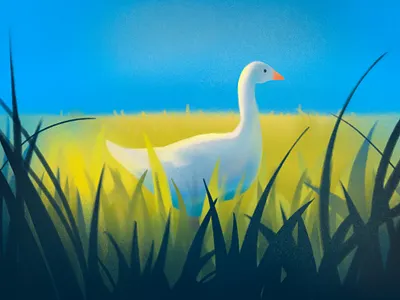 Goose Illustration animal art character design chidrens book illustration illustration procreate