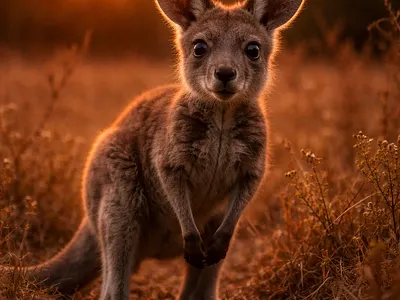 Joey Kangaroo in the Sunset Glow animal animal portrait australian wildlife baby kangaroo cute animal dramatic lighting fear field golden hour grassland joey kangaroo joey marsupial nature searching sunset vulnerable warm light wild animal wildlife