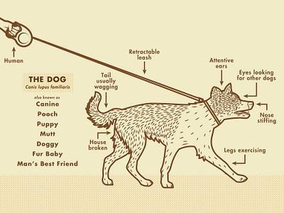 Dog Walking anatomy body body parts callouts chris rooney collar diagram dog exercise human illustration leash outdoors side view walk walking
