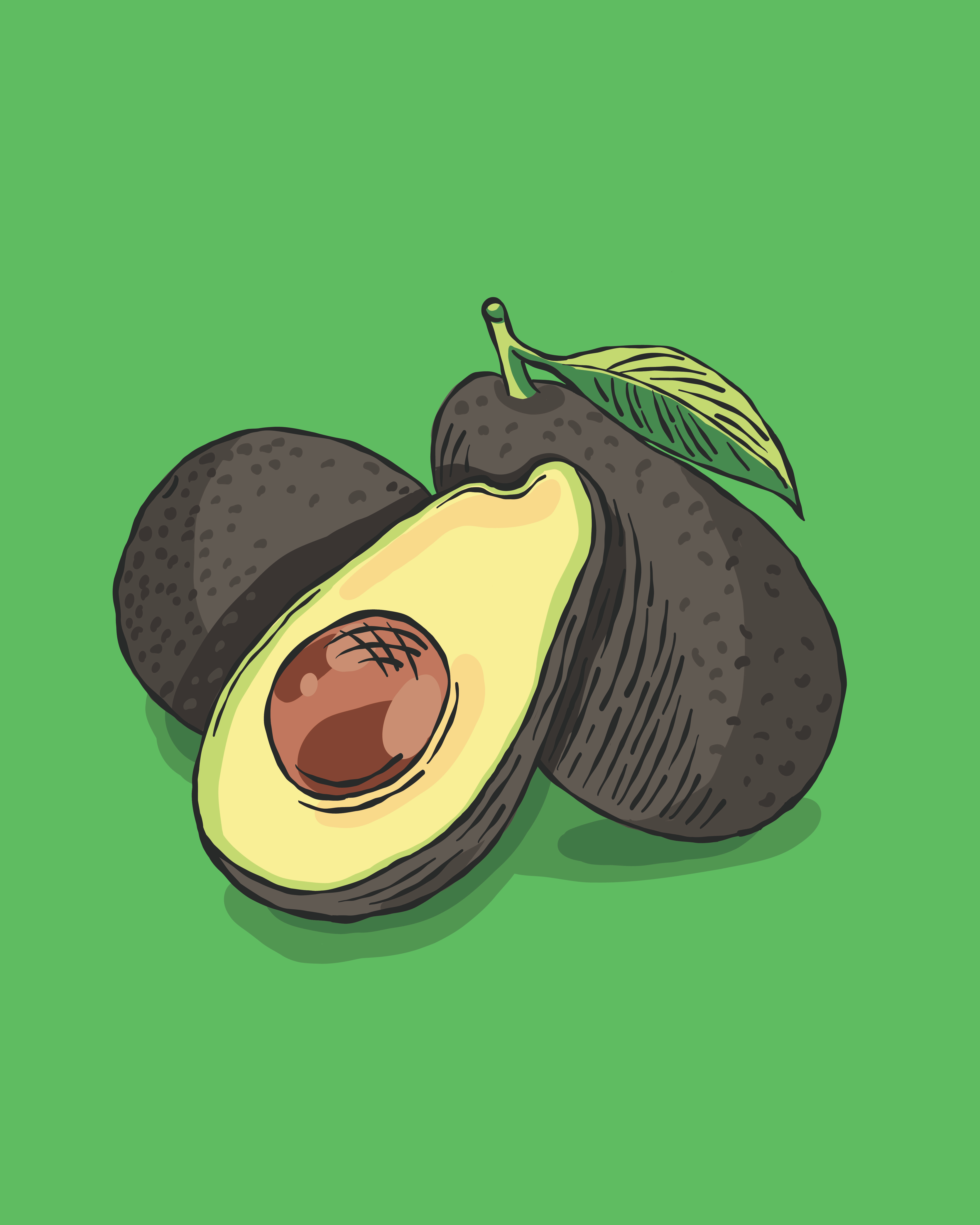 Avocado Vector Illustration
