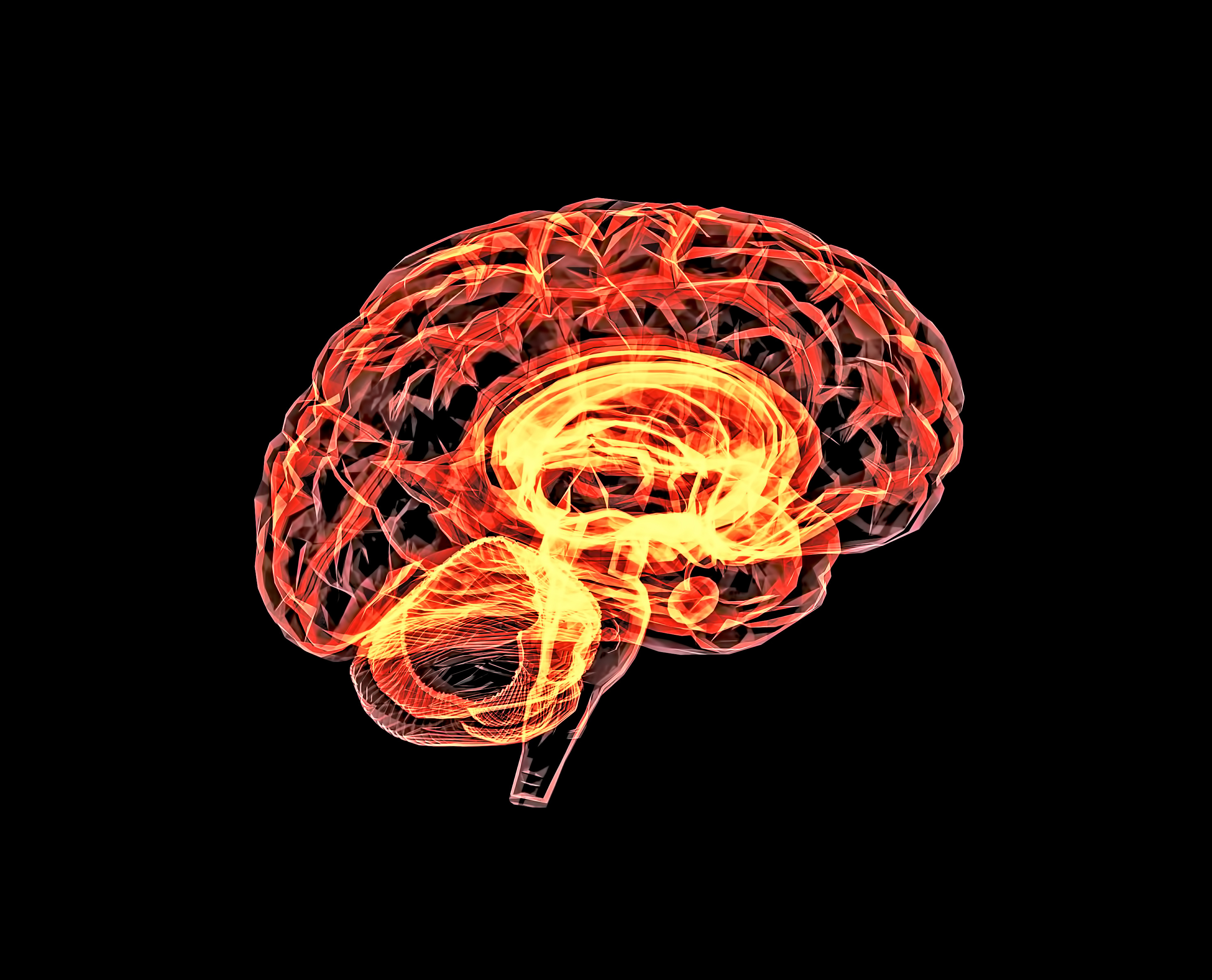 brain