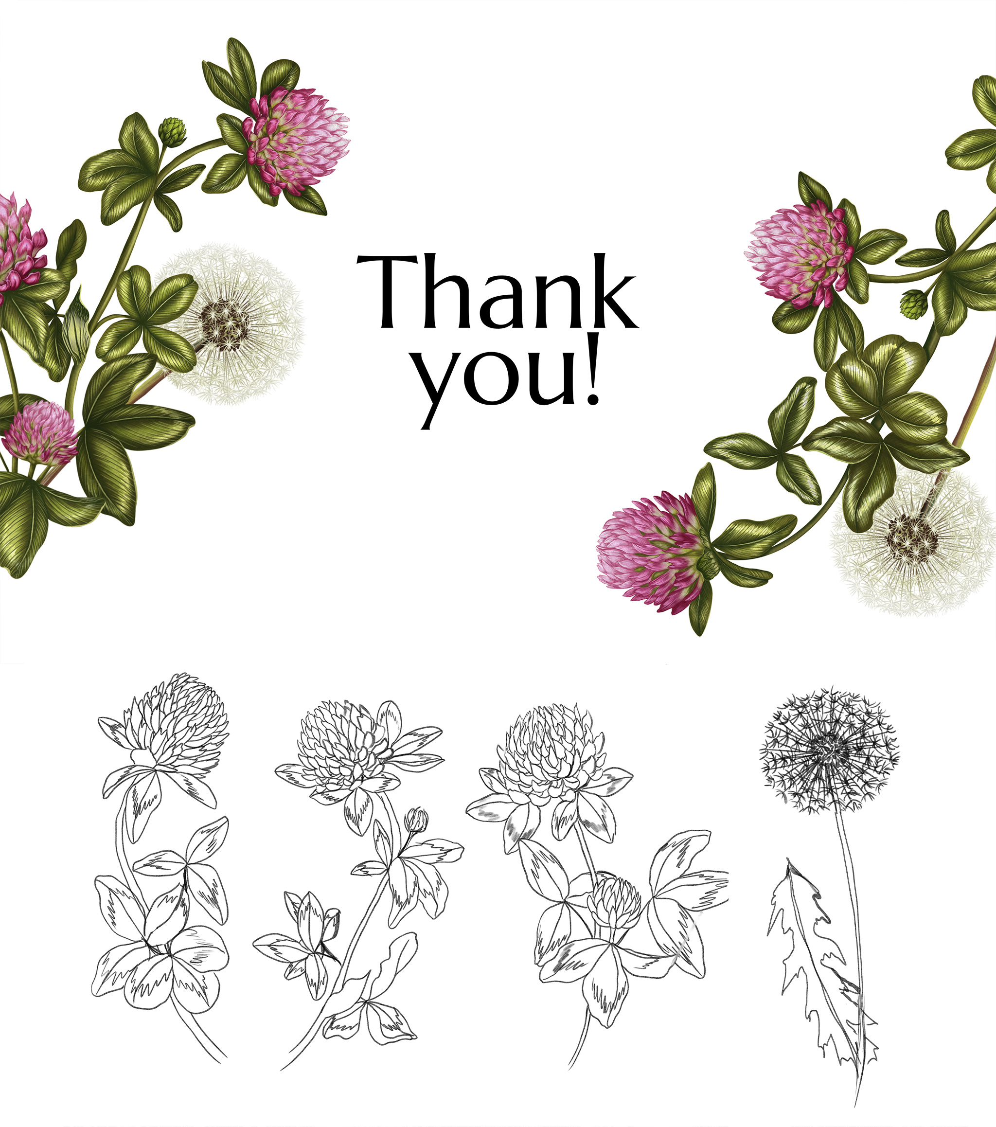 Botanical illustration. From sketch to finished floral frame 2d artist art book illustration botanical illustration design digital art digital illustration floral illustration graphic design illustration illustrator label illustration