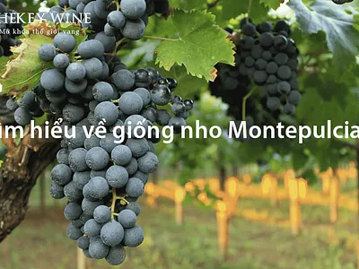 Giống nho montepulciano branding