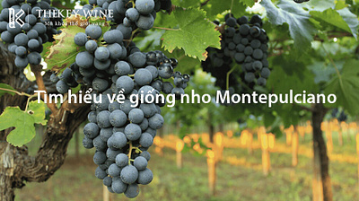 Giống nho montepulciano branding