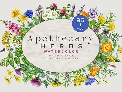 Apothecary Herbs Watercolor Illustration Set apothecary herbs botanical art botanical illustration botanical set custom illustration hand drawn healing herbs herb illustration herbal illustration herbal set illustration medicinal herbs medicinal plants natural remedies packaging packaging design vintage botanical watercolor herbs watercolor illustration wellness design