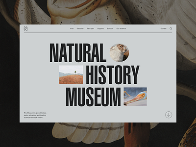 Natural History Museum Concept clean concept design grid histiry homepage minimal minimalism museum simple typography ui uiux ux web webdesign