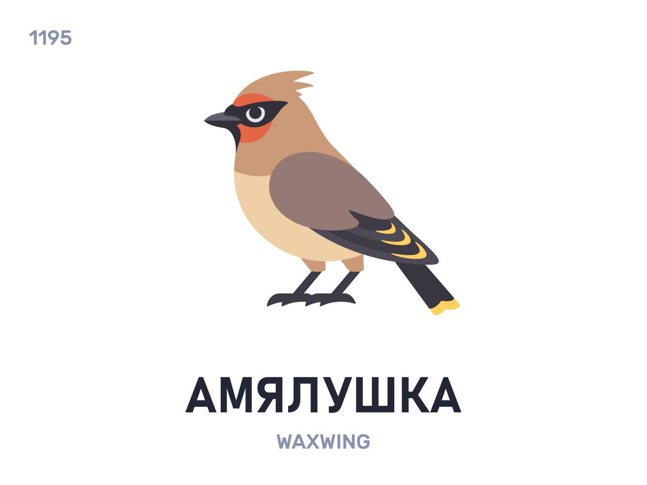 Амялýшка / Waxwing
