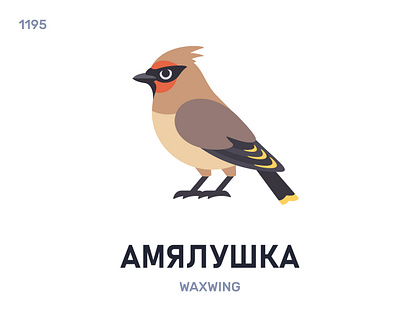 Амялýшка / Waxwing