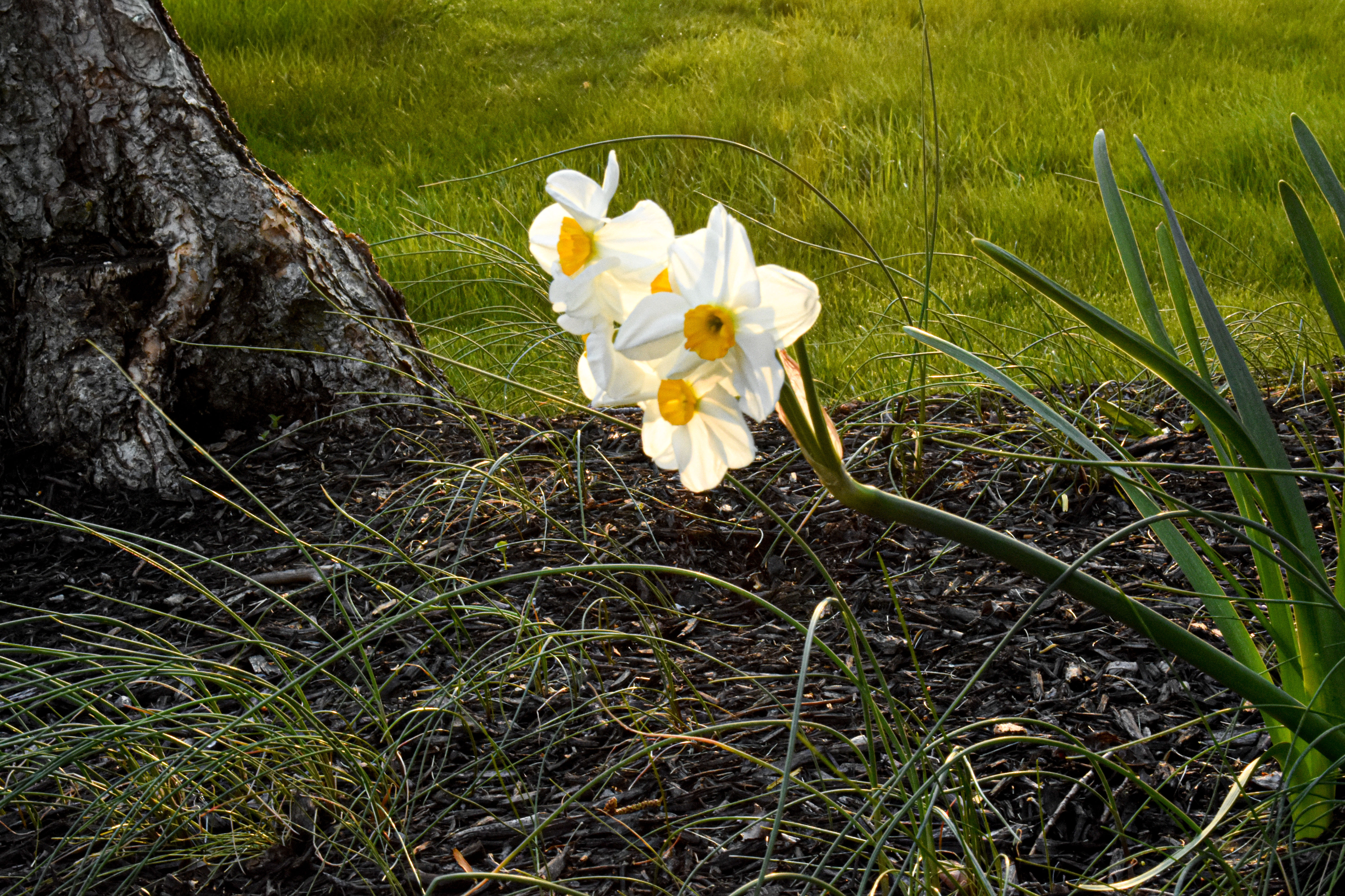 Flower in Spring