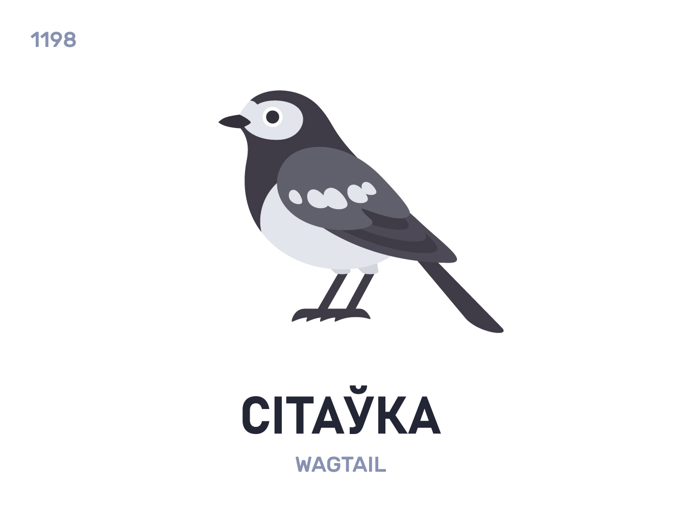 Сітаўка / Wagtail