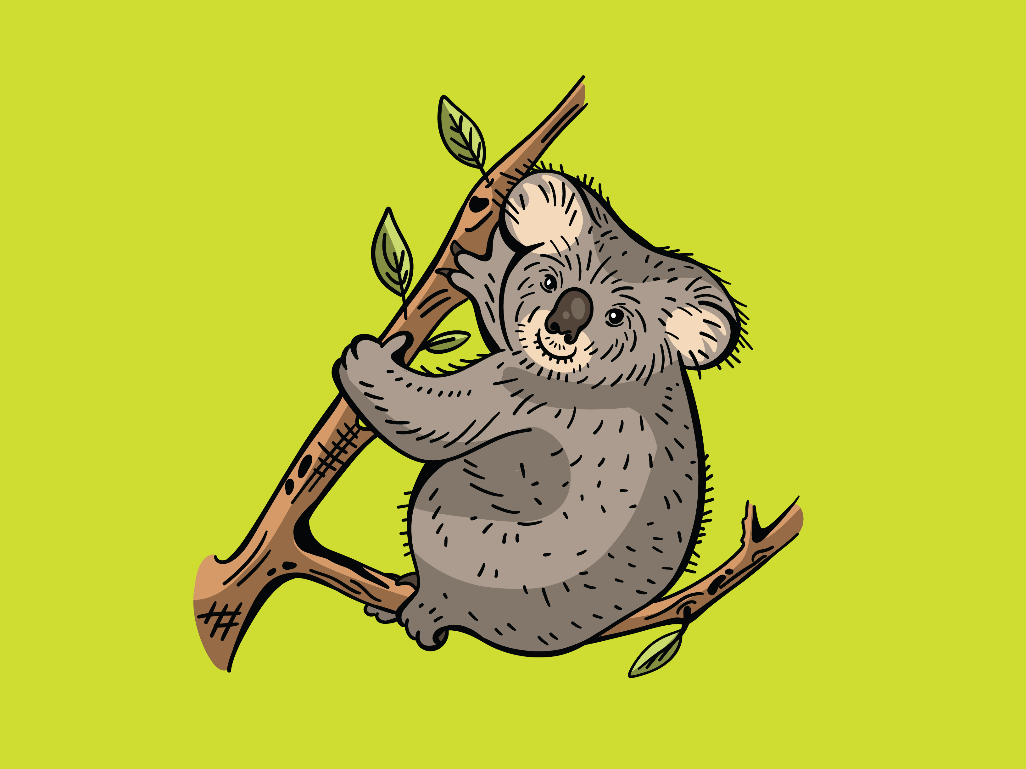 Koloa Illustration