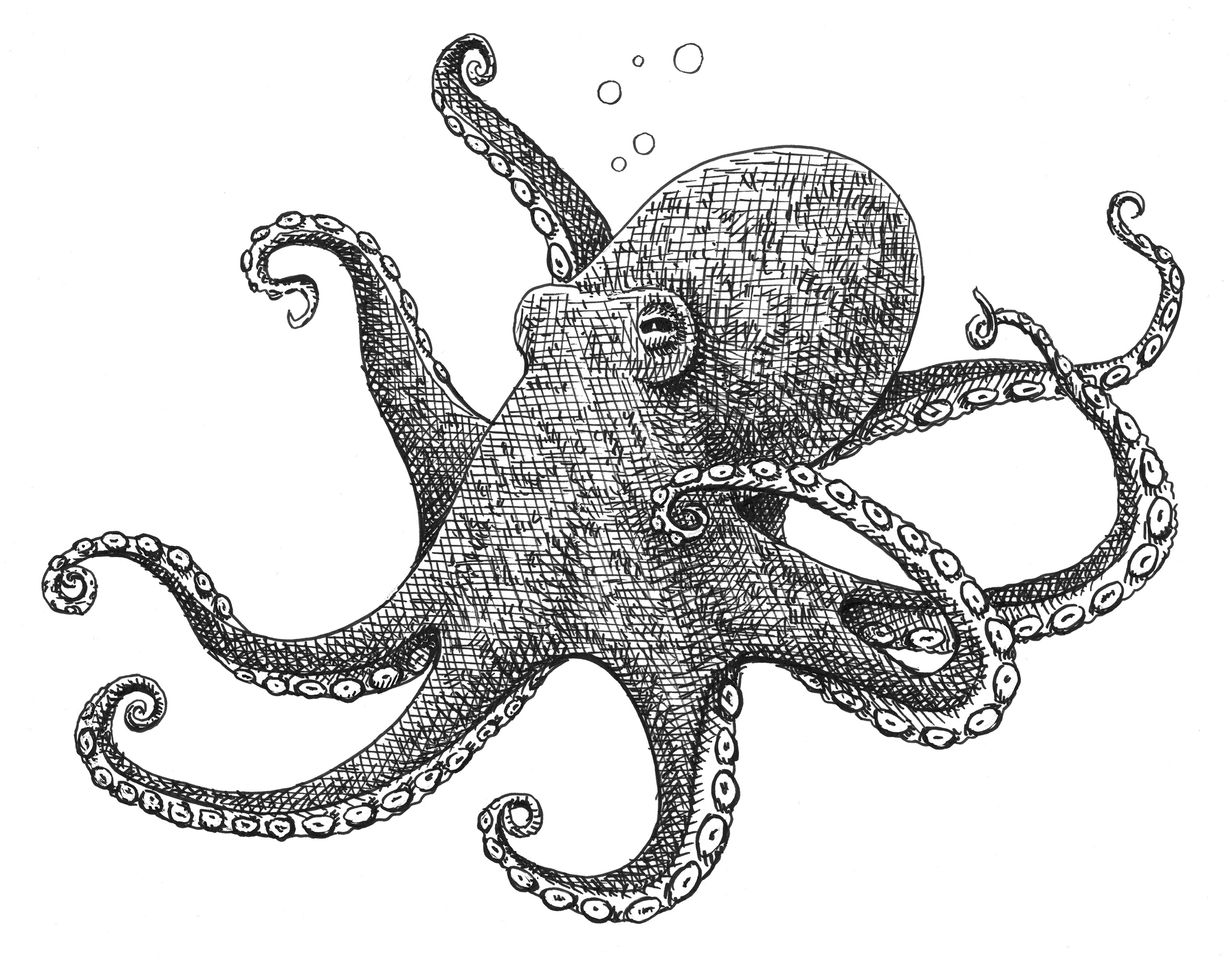 Octopus