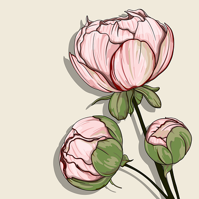 Spring peony botanical botanical illustrator botanicalillustration design floral illustration illustration wedding invitation