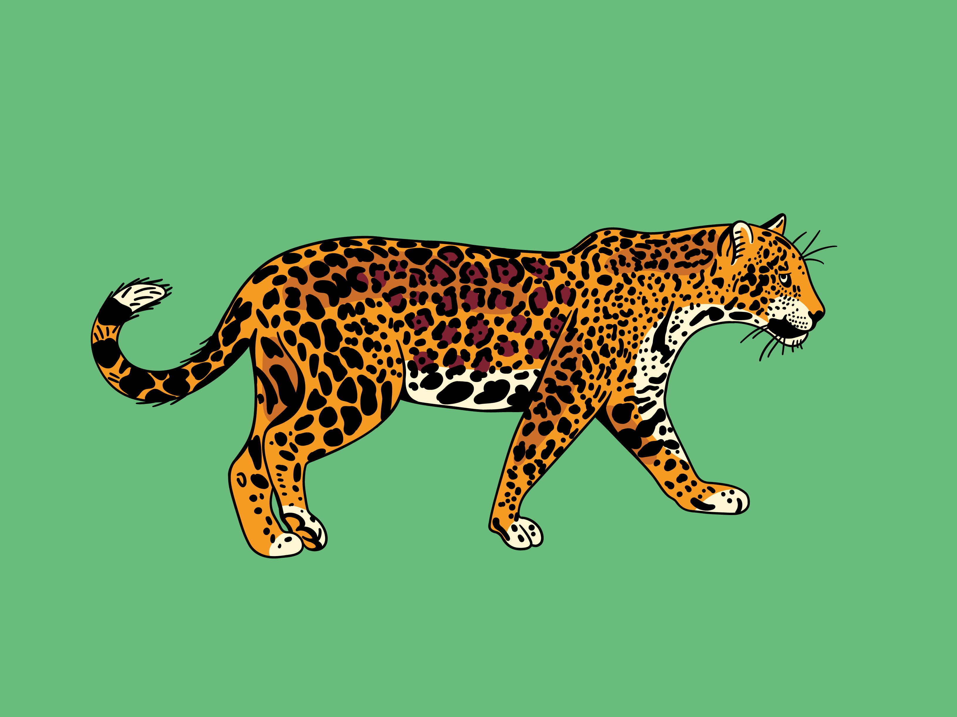 Jaguar Cat Illustration cat drawing feline hand drawn illustration illustration art illustrator jaguar jungle leopard line art predator safari vector vector art vector illustration zoo