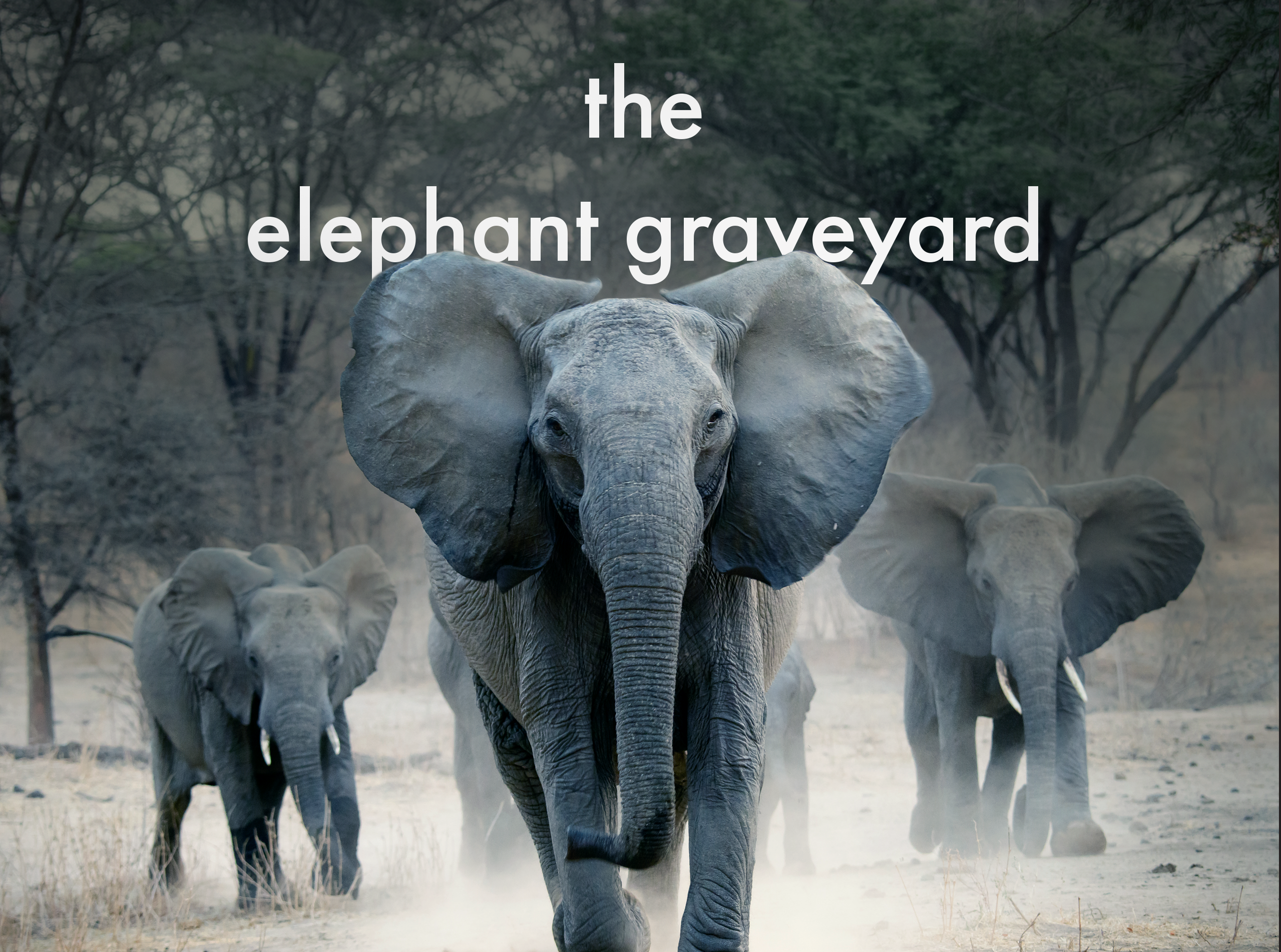 IFAW Editorial Spreads climate change conservation editorial editorial design elephant indesign layout magazine nature wildlife