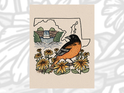 Baltimore Oriole baltimoreoriole birds blackeyedsusan design drawing flowers illustration maryland oriole