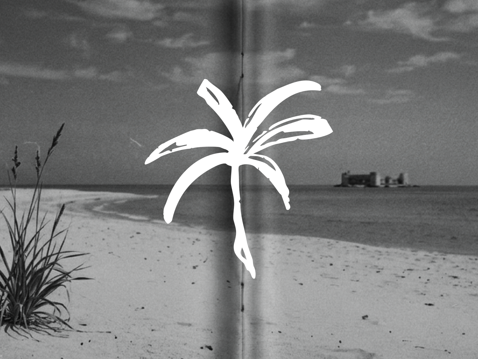 Palm Tree Illustrations beach black and white design designer drawing editorial figma graphic design hand drawn illustration minimal nature palm tree photography plam trees tropical
