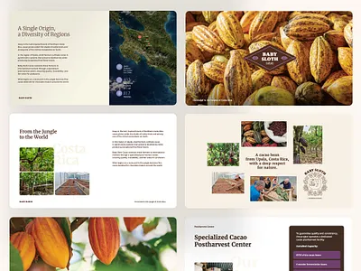 Baby Sloth Cacao annual report beverage branding branding cacao chocolate branding costa rica editorial food branding luxury branding organic branding packaging design pitch deck presentation design storytelling sustainable branding white paper