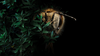 Banner "Wild honey with a taste of danger" banner bee branding graphic design honey logo shop typography