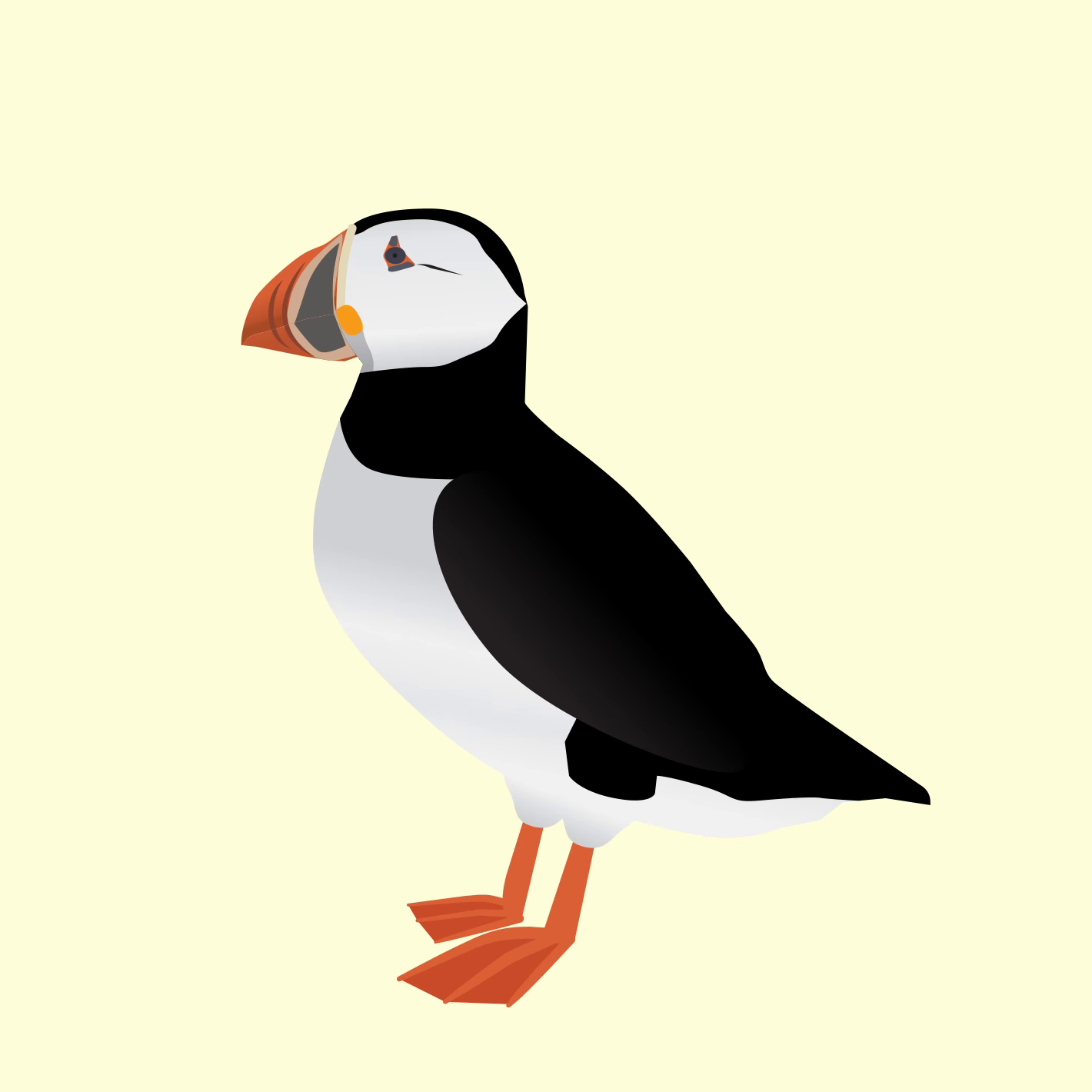 Puffin
