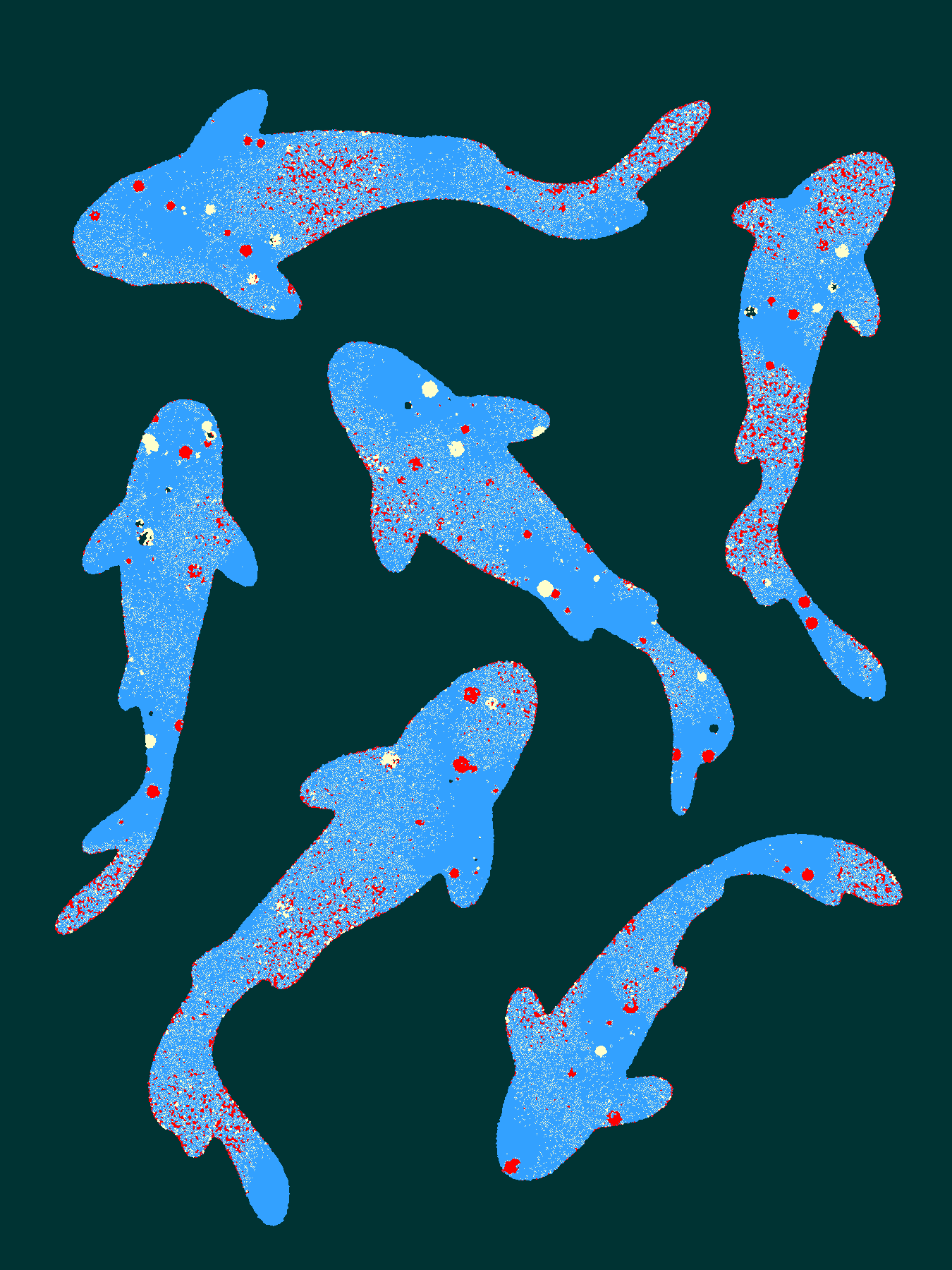 Fish animal fish illustration kemal sanli koi texture