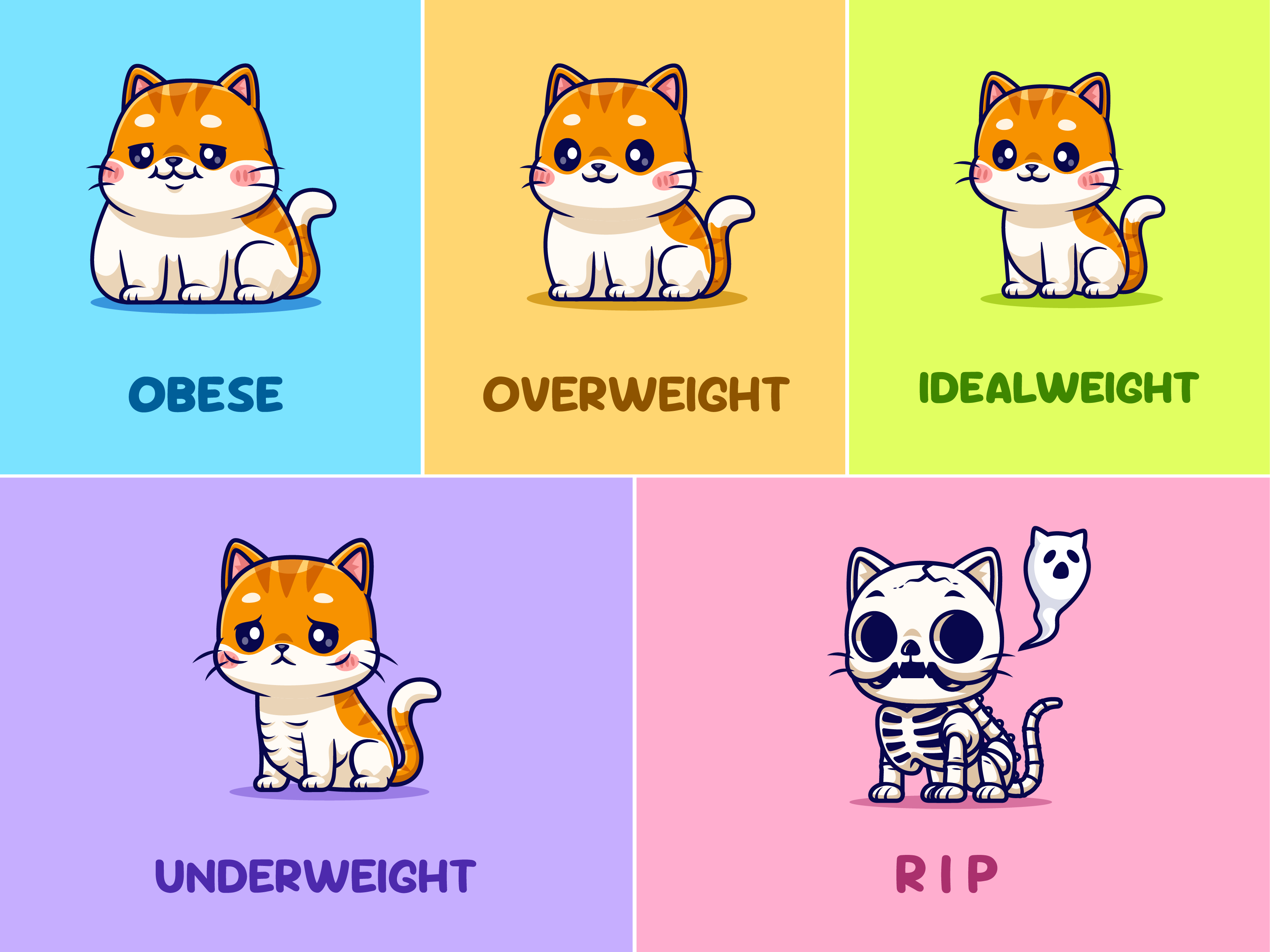 Cat Weight🐱🐾