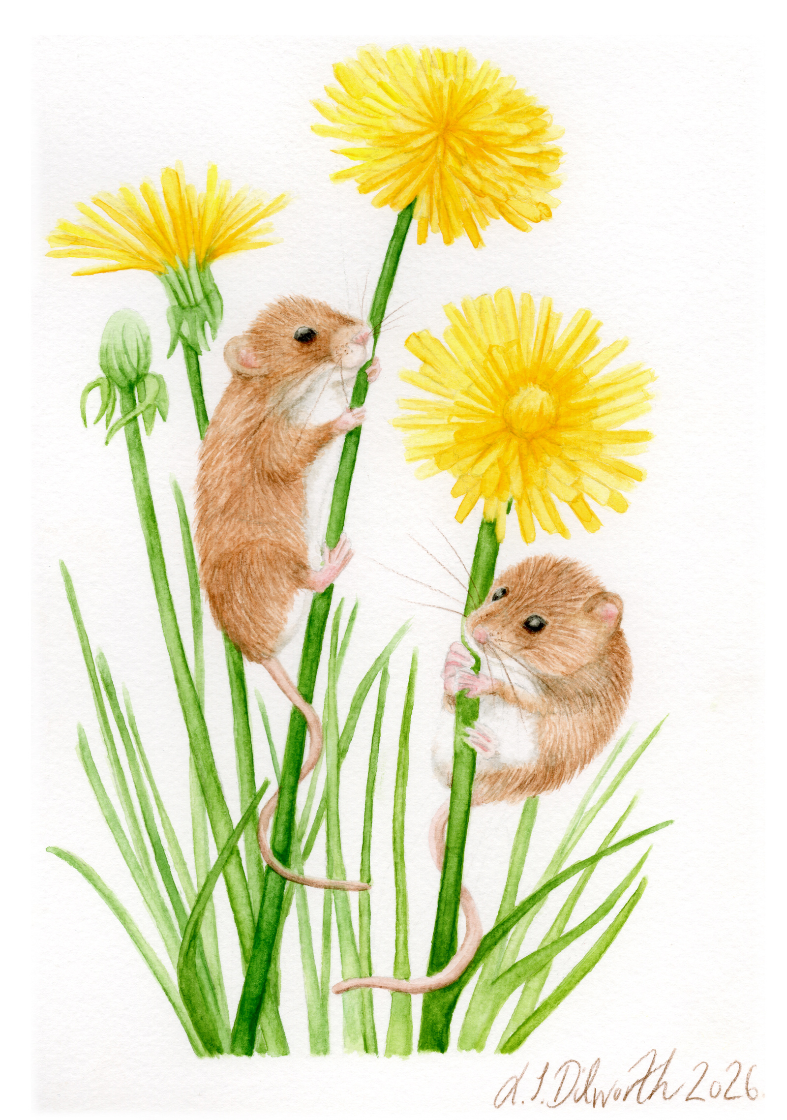 Hand Painted Watercolour Illustration-Harvest Mice animal illustration botanical illustration flower illustration hand painted mice illustration nature illustration watercolour illustration