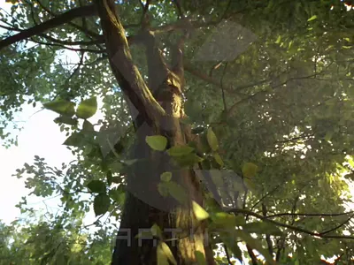 Alien Discovery CGI 3d animation branding graphic design motion graphics
