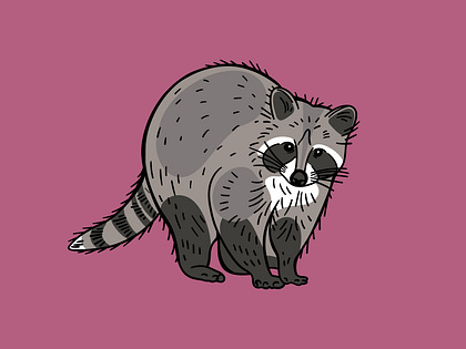Raccoon vector illustration