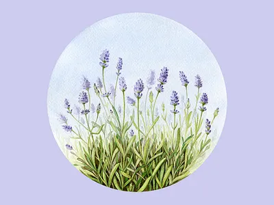 Lavender Watercolor Botanical Illustration botanical botanical illustration branding commission custom illustration drawing floral flower hand drawn hand painted illustration packaging packaging design watercolor watercolor illustration