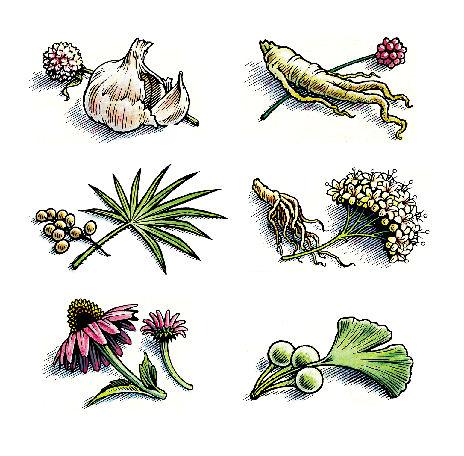 My Illustrated Organic Herbs animation classic illustration packaging pen and ink ui vintage woodcut