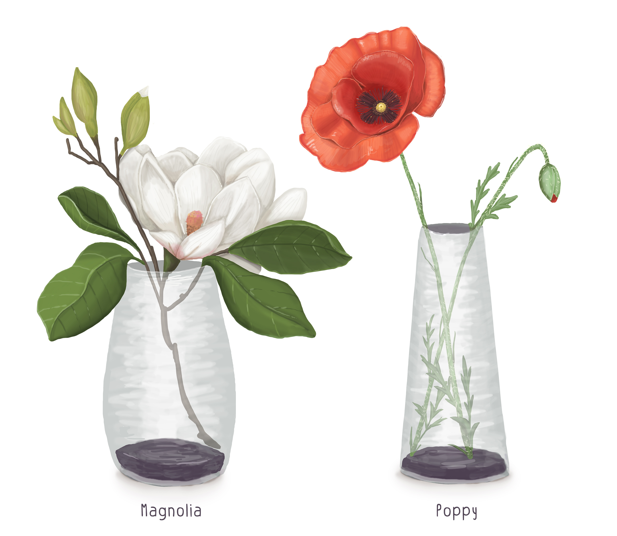 Illustrations of flowers beautiful digital illustration flora flowers freehand hollyhock illustration illustrator like a right magnolia nature petals plants poppy realistic translucent transparent twigs vase