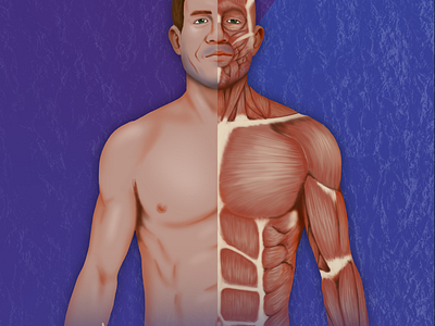 Anatomy illustration adobe photoshop anatomy digital painting human body illustration male drawing medical illustration scientific