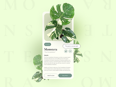 Monstera Thai Constellation app branding design ecommerce graphic design minimal plant shop plants product product page typography ui
