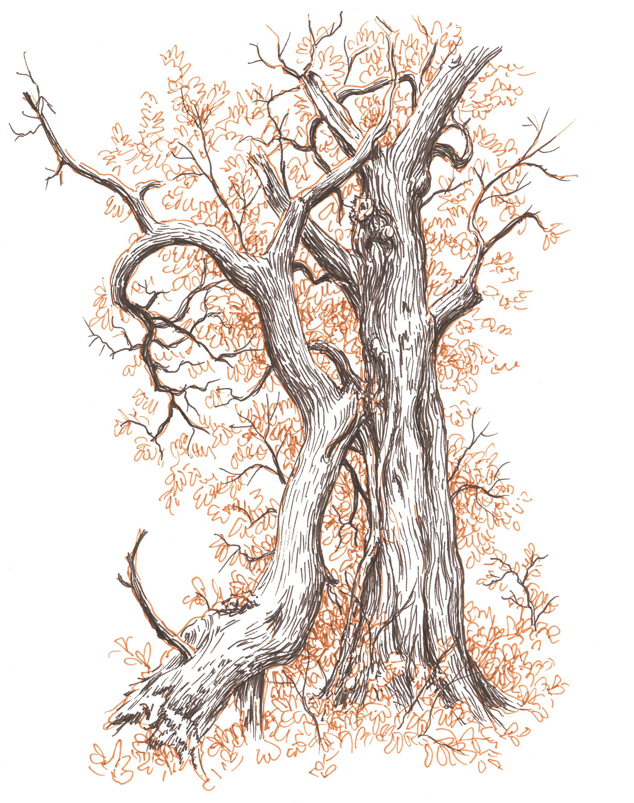 Downed Tree art artist artwork drawing hand drawn illustration ink landscape nature tree